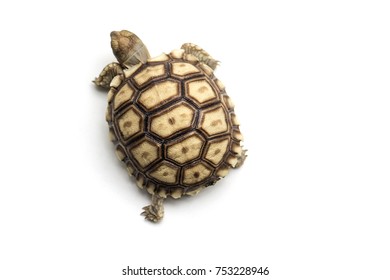 Baby Sulcata Tortoises isolated