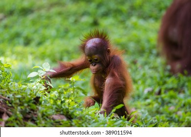 Baby Sumatra Orangutan Exploring The World