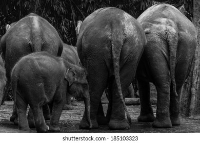 Baby Sumatran Elephant.