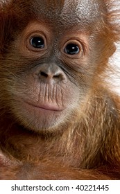 Baby Sumatran Orangutan (4 months old)