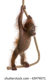 Baby Sumatran Orangutan, 4 months old, holding onto rope in front of white background