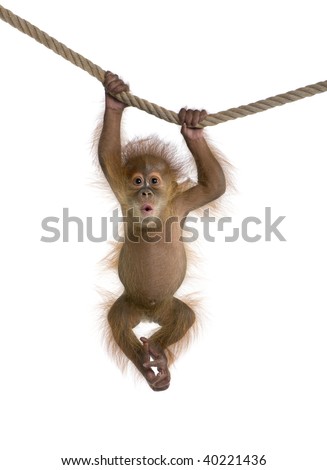 Baby Sumatran Orangutan (4 months old), hanging on a rope, studio shot, in front of a white background