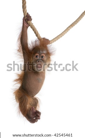 Baby Sumatran Orangutan, 4 months old, hanging from rope in front of white background