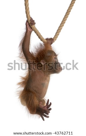 Baby Sumatran Orangutan, 4 months old, hanging from rope in front of white background