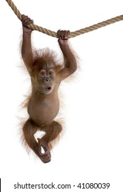 Baby Sumatran Orangutan hanging on rope, 4 months old, in front of white background
