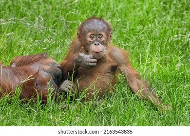 Baby sumatran orangutan (Pongo abelii) sending a thumbs up.