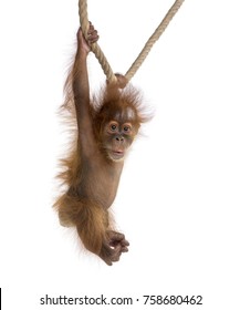 Baby Sumatran Orangutang (4 months old), hanging on a rope, studio shot, in front of a white background