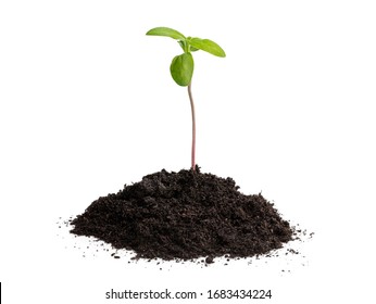 Baby  Sunflower Sprout In Soil Isolated On White 