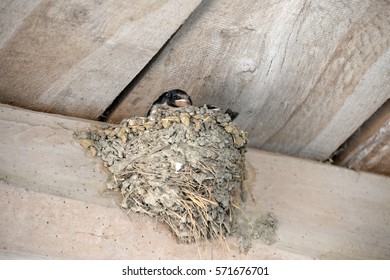 Baby Swallows In The Nest