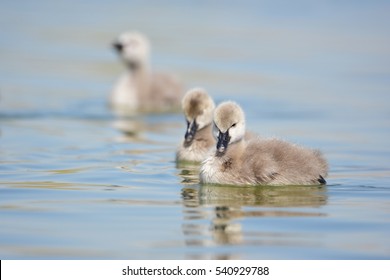 Baby Swan