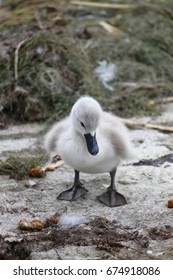 Baby Swan