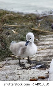 Baby Swan