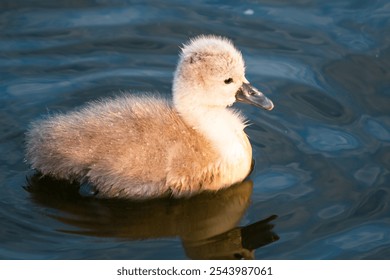 Baby swan (cygnet) on a lake. Taken in spring on the south coast during golden hour. - Powered by Shutterstock