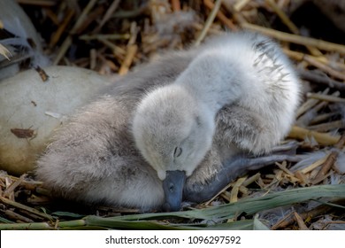 Baby Swan Cygnets