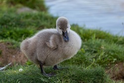 Baby Swan Cygnets Chicks On River 