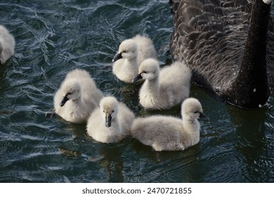 Baby swan cygnets with their mother swimming on a lake - Powered by Shutterstock