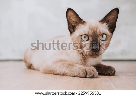 Baby Sweet Burmese Tonkinese Brown Cat lay down on the wooden floor - Lovely Kitten Short Hair Domestic Cat looking at the camera.