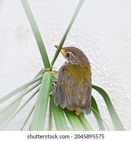 A Baby Tailor Bird First Flight Out From The Nest Become Failure And Drop To The Floor