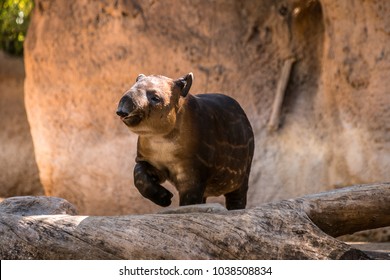 A Baby Tapir At The Zoo
