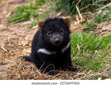 Baby Tasmanian Devil, endangered marsupial, with cute, curious gaze at Devils Cradle sanctuary in Tasmania near Cradle Mountain National Park - Shutterstock ID 2272697435