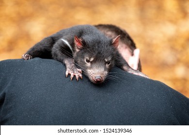 Baby Tasmanian Devil Nestled On The Back Of A Young Man