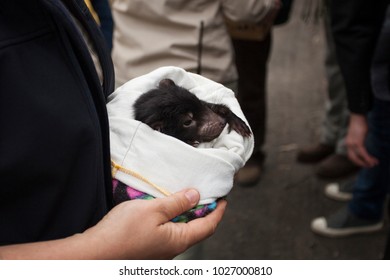 Baby Of Tasmanian Devil In Rescue Station