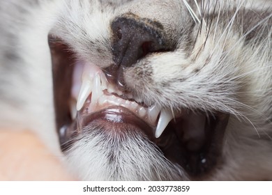 Baby Teeth In A Small Kitten. Dentistry For Cats, Close-up.