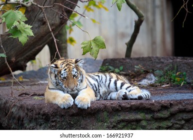 Baby Tiger In Copenhagen Zoo