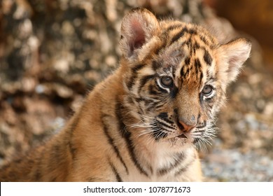 Baby tiger face