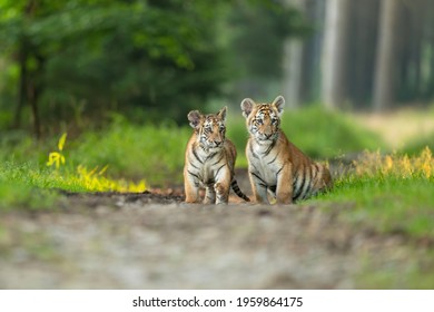 Baby tiger in the forest