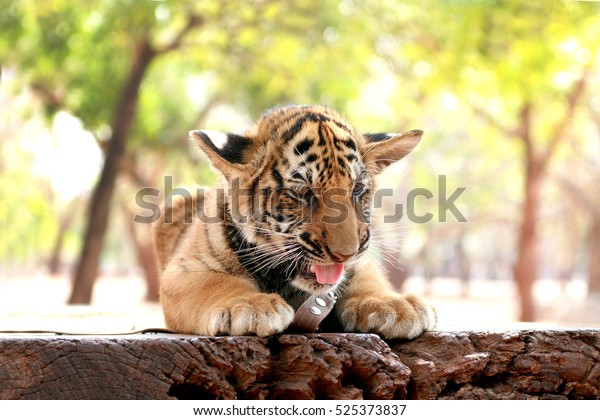 Baby Tiger Lying On Wood Desk Stock Photo Edit Now 525373837