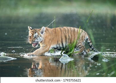 Baby tiger with water reflection