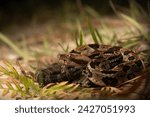 Baby timber rattlesnake (Crotalus horridus) close up full body