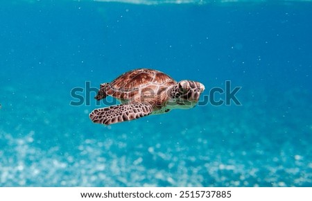 A baby  tiny turtle swims with determination, its flippers moving rapidly to propel it forward. This initial swim, often called a “swimming frenzy,” can last for 24 to 48 hours, helping the 