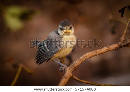 Similar – young great tit with sunflower seed