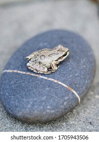 Baby Toad In Lake Tahoe, California.    