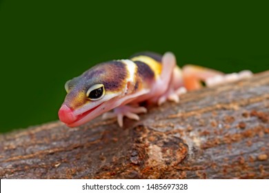 Baby Tokay Gecko Sticking Tongue Out