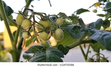 baby tomatoes on the vine - Shutterstock ID 1124755586