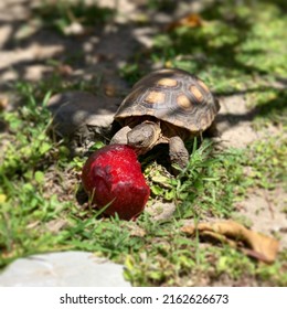 2,291 Turtle fruit Images, Stock Photos & Vectors | Shutterstock