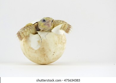 6,405 Turtle eggs Images, Stock Photos & Vectors | Shutterstock