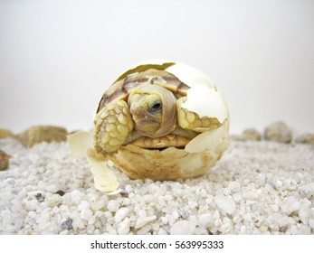 Baby Tortoise Hatching African Spurred Tortoisebirth Stock Photo ...