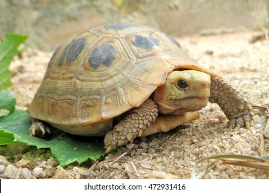 Baby Tortoise Hatching Elongated Tortoise Stock Photo 472931416 ...