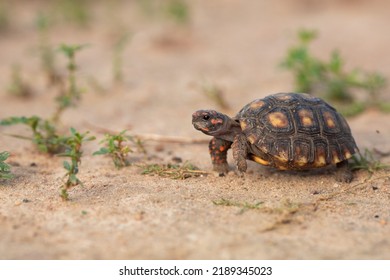 Baby tortoise moving across the sand - Shutterstock ID 2189345023