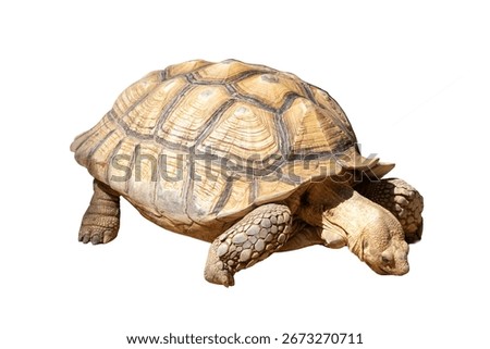 A baby tortoise with a patterned shell is isolated on a white background