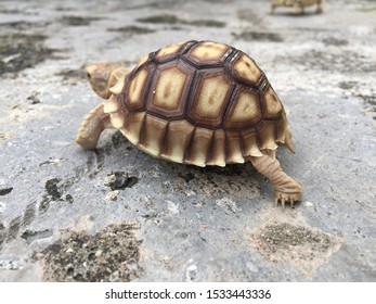 Baby African Spurred Tortoise Pooing African Stock Photo (edit Now 