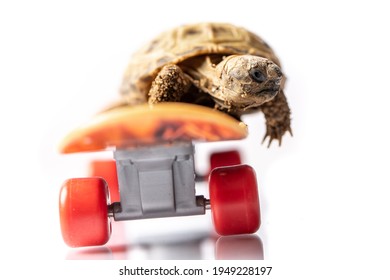 28 Tortoise on skateboard black and white cartoon Images, Stock Photos ...