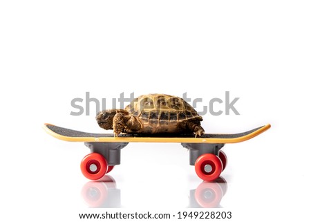 Baby tortoise turtle on a skateboard on a white background