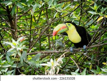 Baby Toucan Stock Photos Images Photography Shutterstock Baby Toucan Stock Photos Images Photography Shutterstock