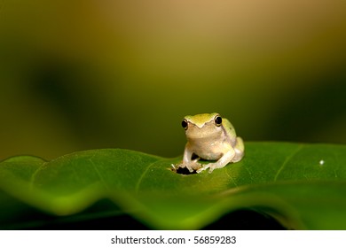 cute baby toads