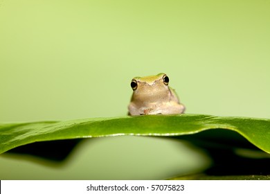 cute baby toads